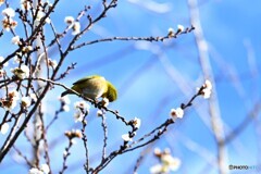 冬晴れの蜜吸い