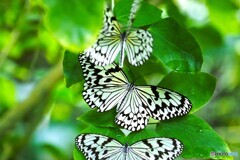夏の生物園～④