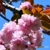 卯月の桜～xix