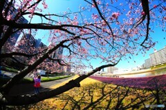 汐入大寒桜～ⅷ