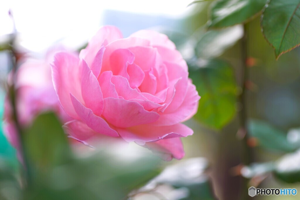 秋のピンク薔薇
