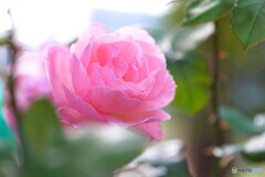 秋のピンク薔薇