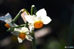 春へ踏み出す～ⅲ