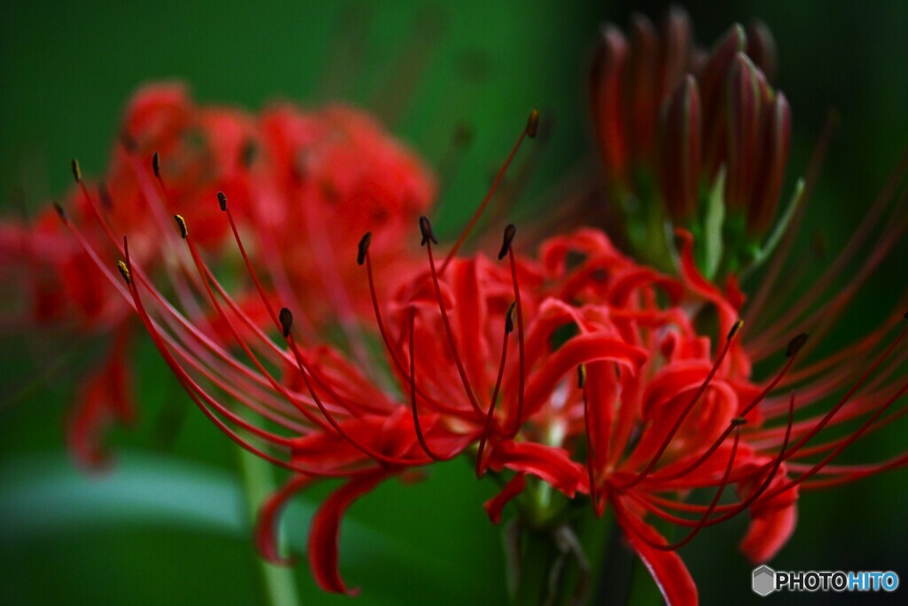 曼珠沙華