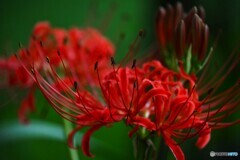 曼珠沙華
