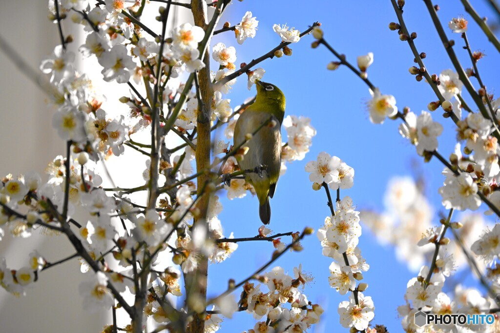 街中のウメジロー