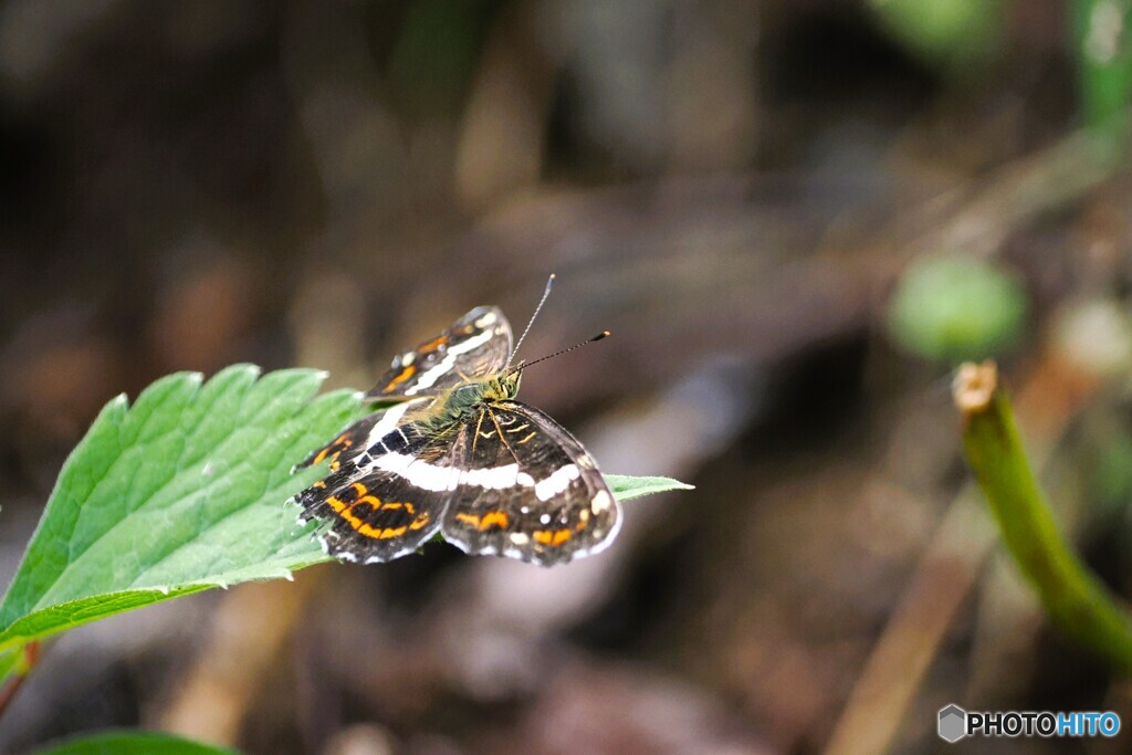 山の上のタテハチョウ