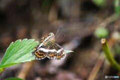 山の上のタテハチョウ