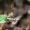 山の上のタテハチョウ