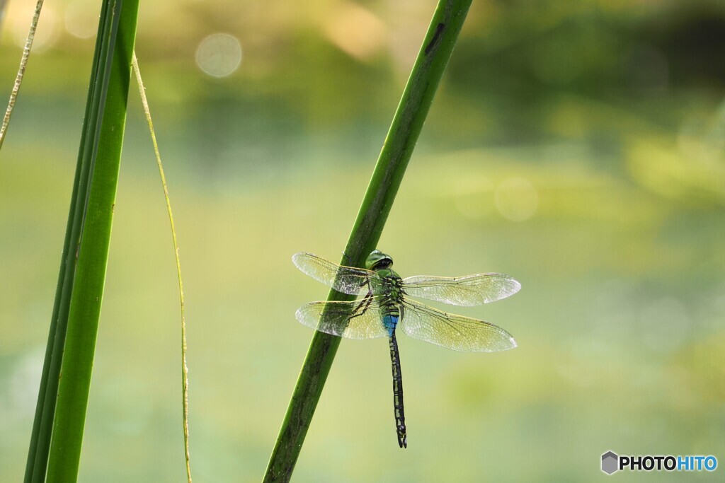 夏休み中の生物園～ⅷ