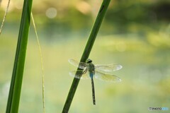 夏休み中の生物園～ⅷ