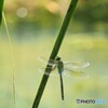 夏休み中の生物園～ⅷ