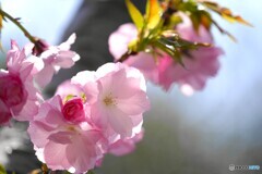 汐入牡丹桜～ⅳ