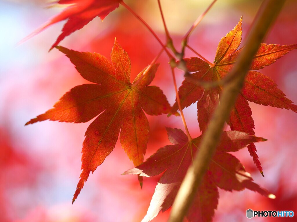 照紅葉～④