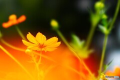 秋が来そう～ⅱ