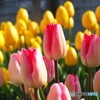 梅田で見たチューリップ～ⅰ