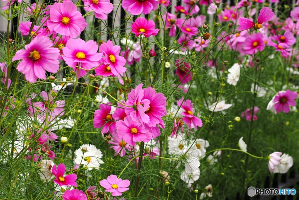 ピンクと白の乙女の真心