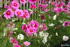 ピンクと白の乙女の真心