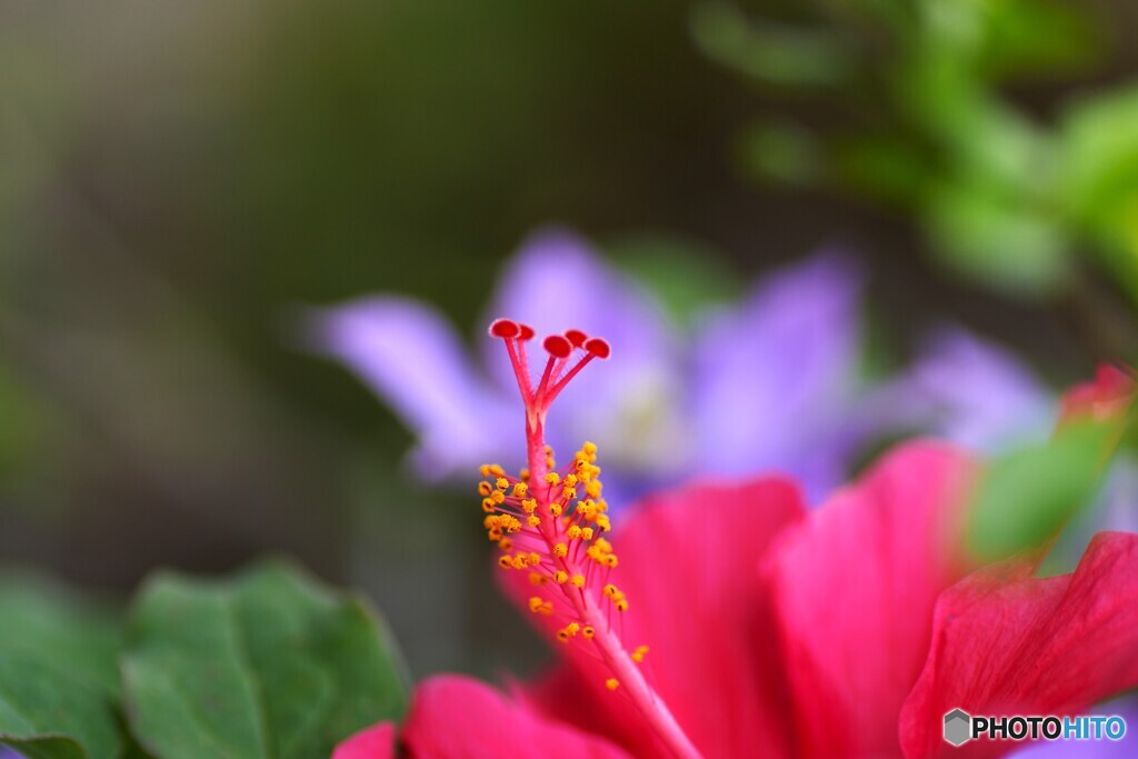 皐月のベランダ花～Ⅵ