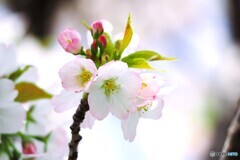 卯月の桜～ⅴ