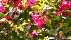山茶花ジロー②