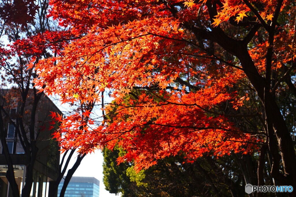 燃える初冬～ⅲ