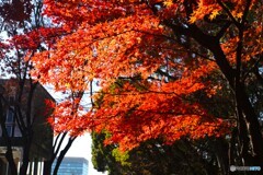 燃える初冬～ⅲ