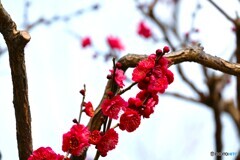 紅梅