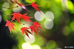 東白髭公園の紅葉～ⅱ