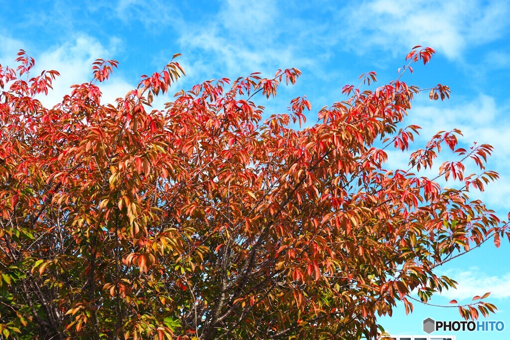 鬱金桜の紅葉