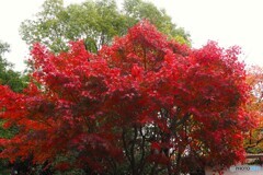 せせらぎ広場の紅葉～ⅱ