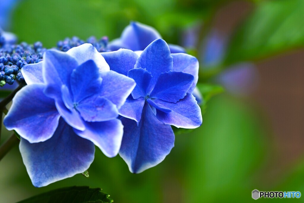 旬の華～②