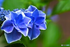 旬の華～②