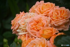 オレンジ色の薔薇