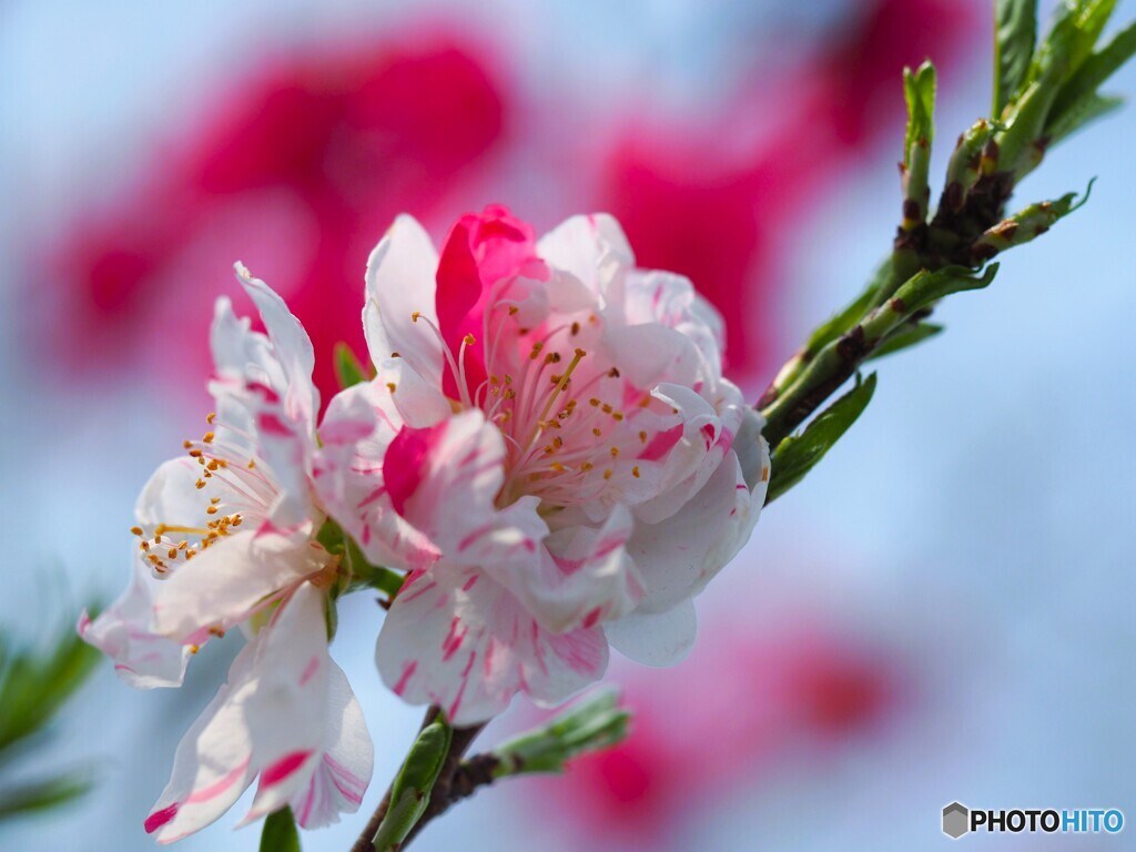 源平咲き花桃