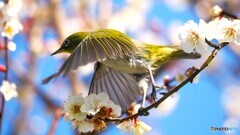 ウメジロー④