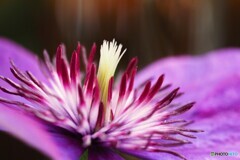 我が家の華～③