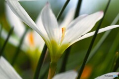 純白の愛
