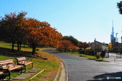 八重桜たちの紅葉