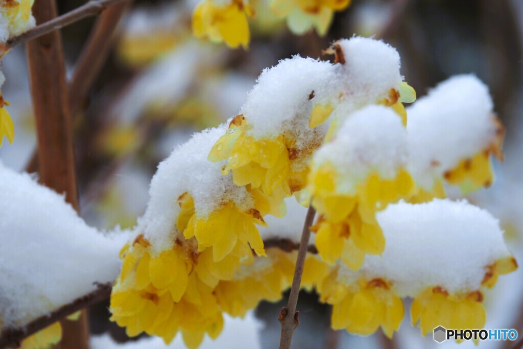 雪の投票日～ⅱ