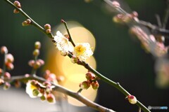 氏神様の春の兆し～ⅳ