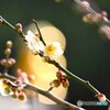 氏神様の春の兆し～ⅳ
