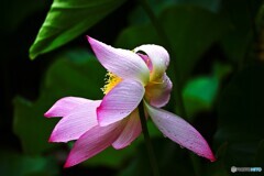 雨中の大賀蓮～Ⅷ