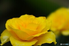 旧古川庭園の秋薔薇～xiii