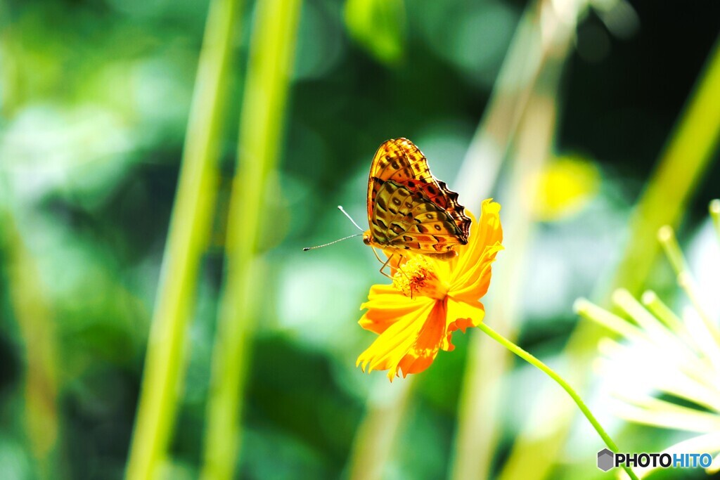 黄花に舞う