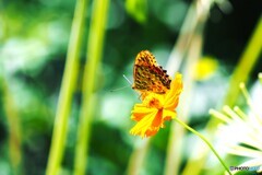 黄花に舞う