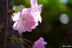 汐入牡丹桜～ⅴ