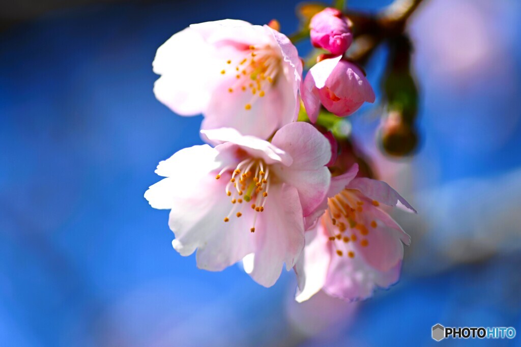 汐入大寒桜～ⅱ