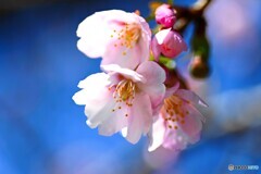 汐入大寒桜～ⅱ