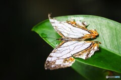 夏の生物園～⑰